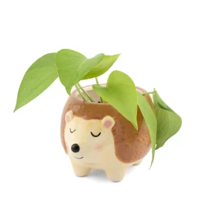 Cache Pot – Herisson